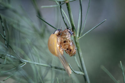 Close-up of insects mating on plant