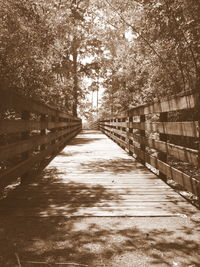 Narrow walkway along trees