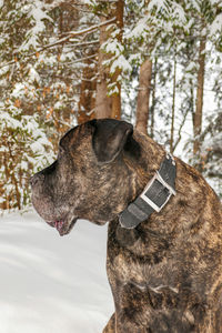 Close-up of dog against trees