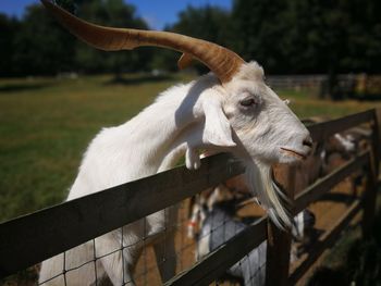 Close-up of a goat