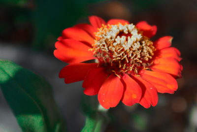 Close-up of red flower