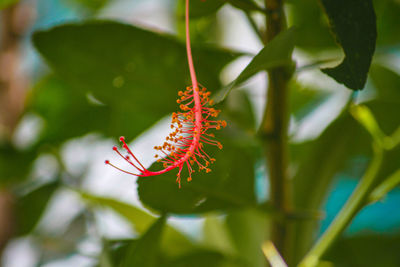 Close-up of caterpillar on plant