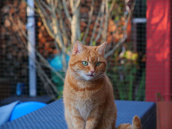 Portrait of cat sitting outdoors