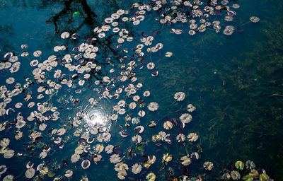 High angle view of water lily floating on lake