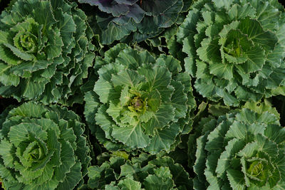 Full frame shot of plants