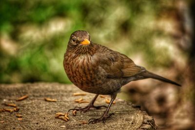 Close-up of bird perching