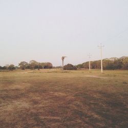 Trees on field against clear sky