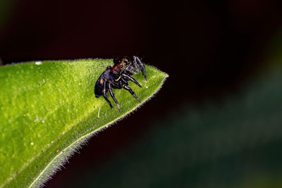 Close-up of fly on leaf