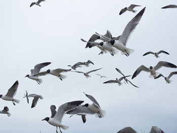 Low angle view of seagulls flying