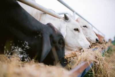 Cows grazing in a field
