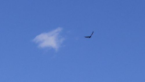 Low angle view of bird flying against blue sky