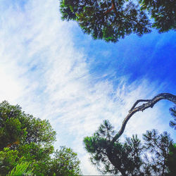 Low angle view of trees against sky