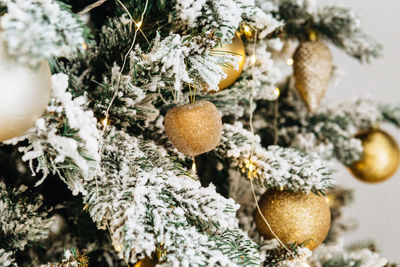 Close-up of snow on plant