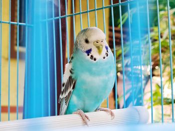 View of parrot perching in cage