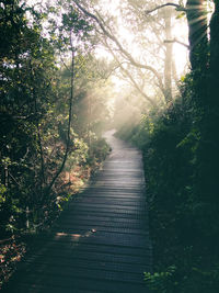 Walkway amidst trees in forest