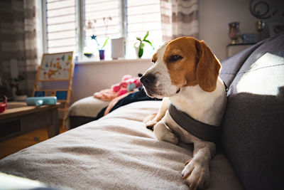 Beagle dog tired after walk lying on a sofa in bright interior. canine concept