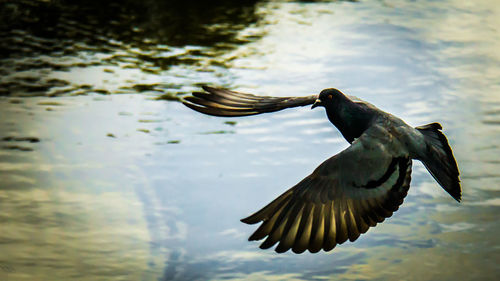 View of birds in water