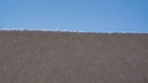 View of bird on field against sky