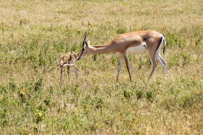 Side view of antelope standing on field