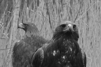 Eagles on field