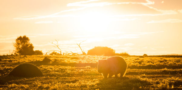 Horse grazing in field