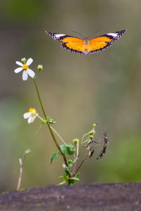 Close-up of butterfly pollinating on flower