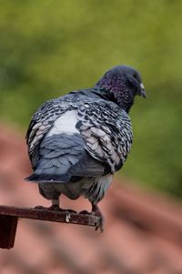 Rear view of pigeon perching on metal