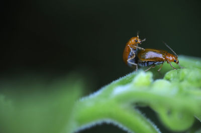 Close-up of insects mating on plant