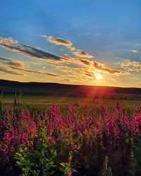 Purple flowering plants on field against sky during sunset