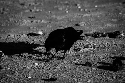 Black dog