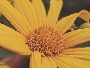 Close-up of yellow flower