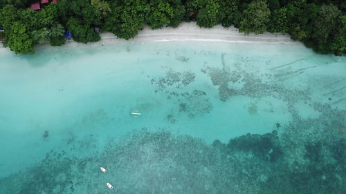 High angle view of jellyfish swimming in sea