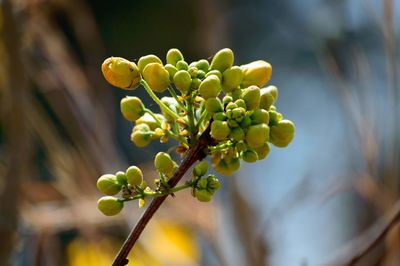 Close-up of fruit growing on plant