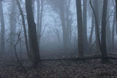 Trees in forest