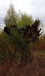 Trees on landscape against sky