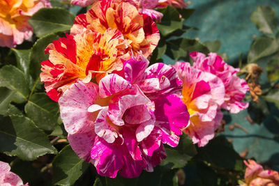 Close-up of pink flowering plants