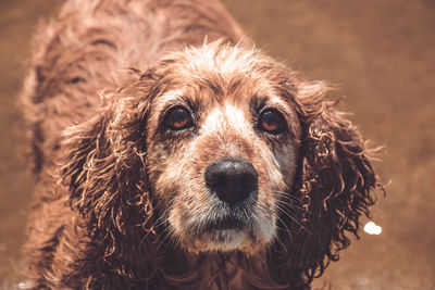 Close-up portrait of dog sticking out tongue outdoors