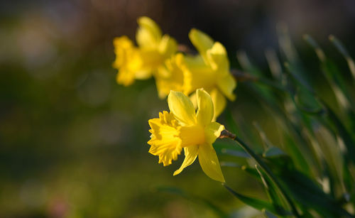 Close-up of yellow flowering plant