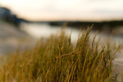 Close-up of grass against sky