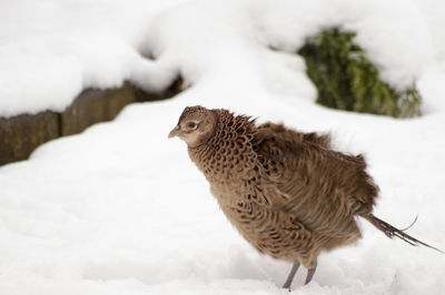 Pheasant standing on snow covered field