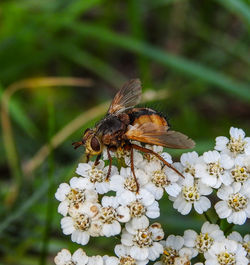 Close-up of butterfly pollinating on flower