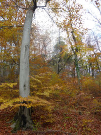 View of autumnal trees in forest