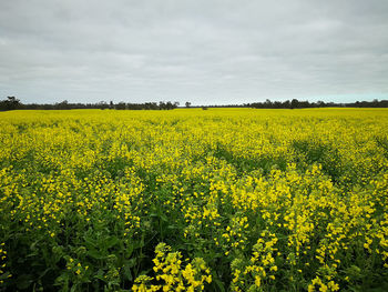 Scenic view of oilseed rape field against sky in western australia.
