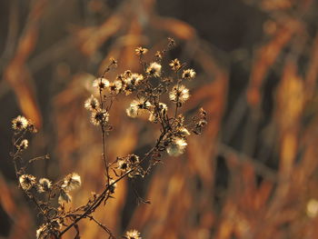 Close-up of wilted flower plant