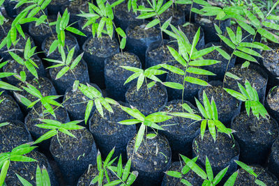 High angle view of plants growing on field