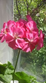 Close-up of pink flowers