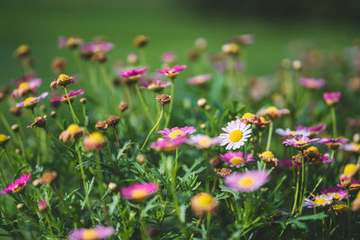 Close-up of pink flowering plants on field