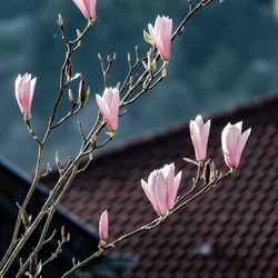 Close-up of pink flowering plant