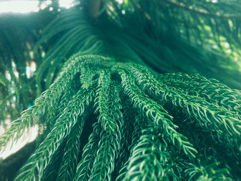 Close-up of fern leaves