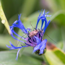 Close-up of butterfly pollinating on purple flower